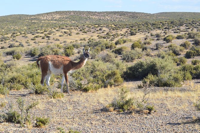 Cruise Shore Excursion Peninsula Valdes - Pto Madryn - Patagonia - Argentina - Pickup Information