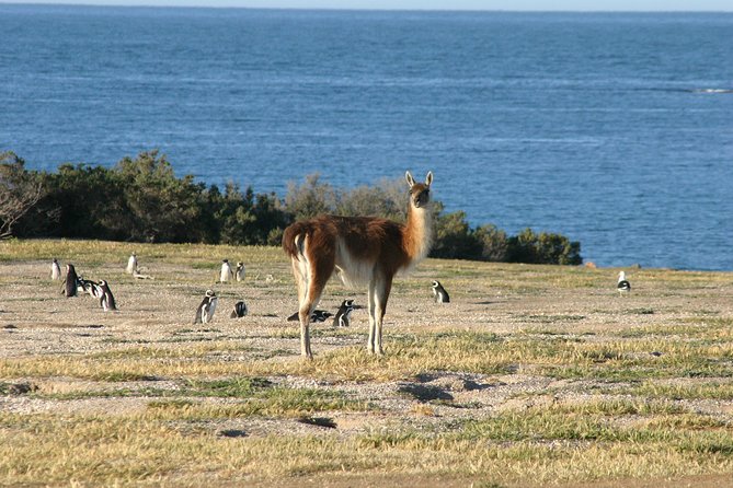 Cruise Shore Excursion Punta Tombo Tour - Puerto Madryn - Patagonia - Argentina - Transportation Details