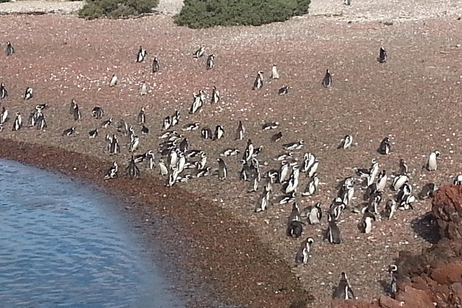 Cruise Shore Excursion Punta Tombo Tour - Puerto Madryn - Patagonia - Argentina - Customer Feedback