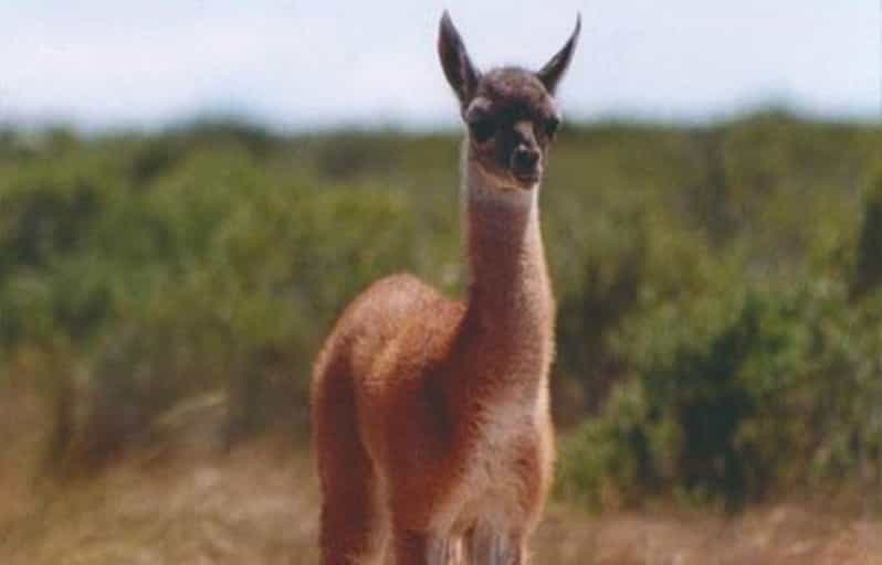 Cruise Shore Punta Tombo - Tickets and Lunch Included - Itinerary Highlights