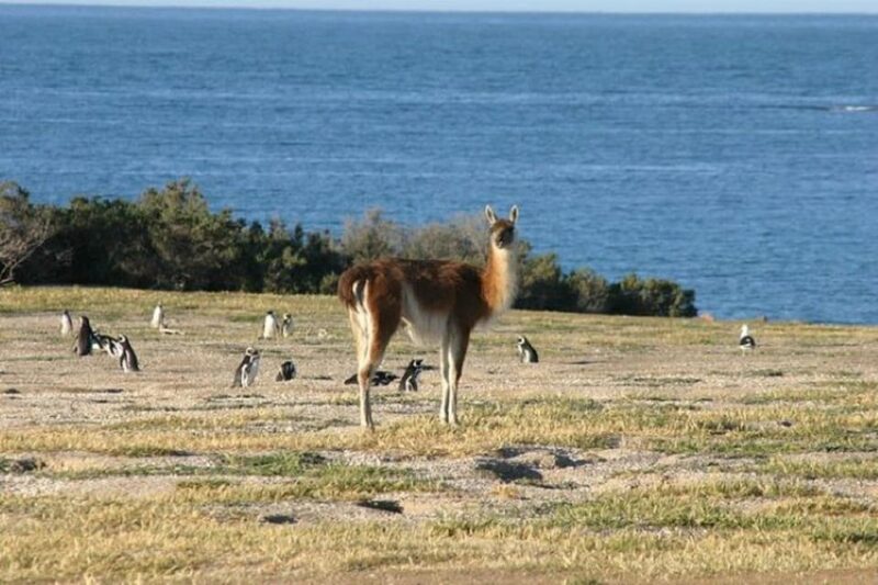 Cruise Shore Punta Tombo - Tickets and Lunch Included - Accessibility and Dietary Options
