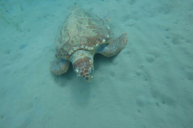 Cruise to Turtles Island and Caves With a Glass Bottom Boat - Customer Feedback