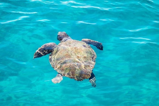 Cruise to Turtles Island and Caves With a Glass Bottom Boat - Trip Highlights and Activities