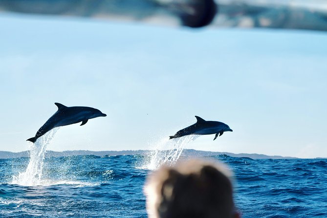 Cruise With Dolphins in Byron Bay - Included Amenities and Features