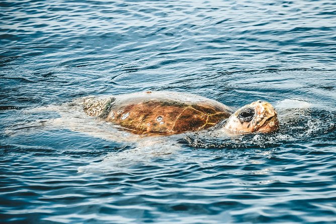 Cruise With Dolphins in Byron Bay - Accessibility and Restrictions