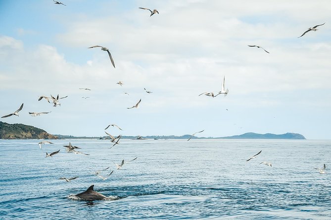 Cruise With Dolphins in Byron Bay - Booking Confirmation and Policies