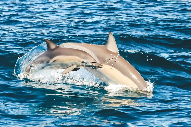 Cruise With Dolphins in Byron Bay - Marine Biologist-Guided Tour