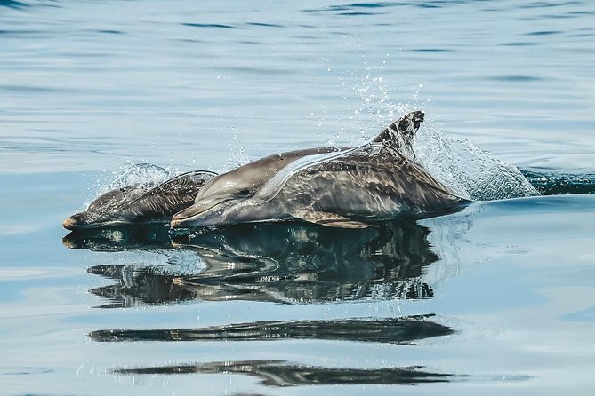 Cruise With Dolphins in Byron Bay - Cruise Duration and Return