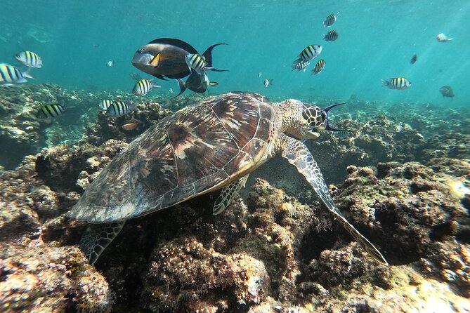 Cruises to Daymaniyat & Snorkeling - Logistics and Travel Information
