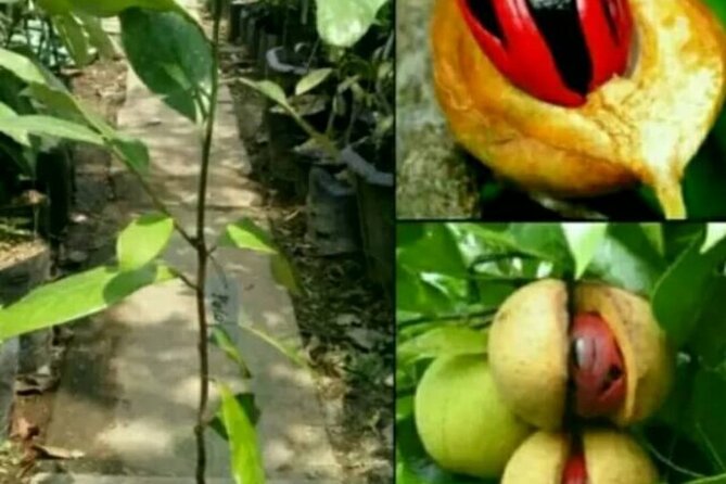 Cruisileline Semarang Port Central Java.(Tlogo Agro Plantation Highlight ) 5H - Inclusions