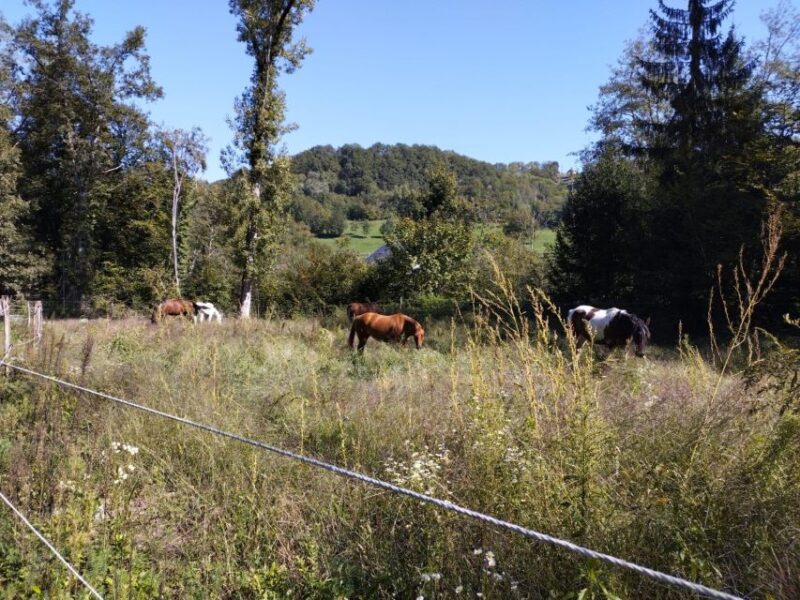 Cruseilles: Horseback Riding in the Countryside - Highlights