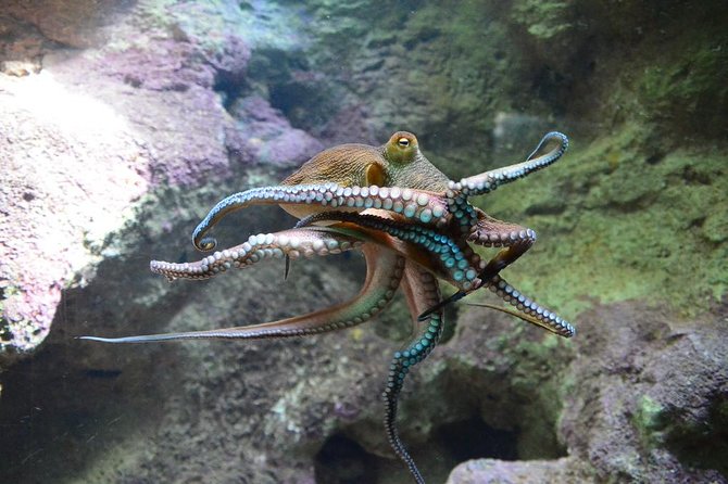 Crystal Caves, Aquarium, City of Hamilton and Ferry - Exploring the Bermuda Aquarium