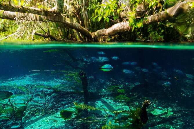 Crystal Clear Adventure: Floating Through the Sucuri River - Floating Through Crystal Waters