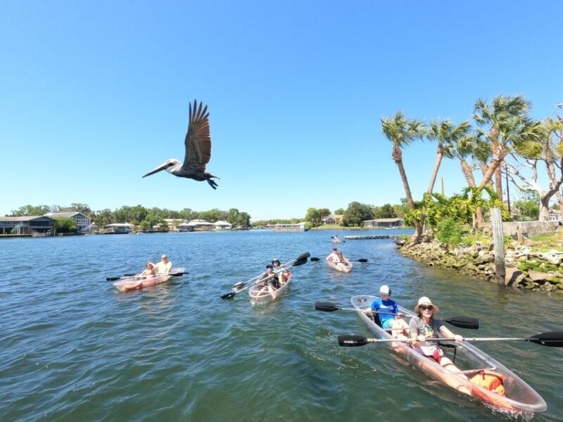 Crystal River: Clear Kayak Manatee Ecotour - Key Points