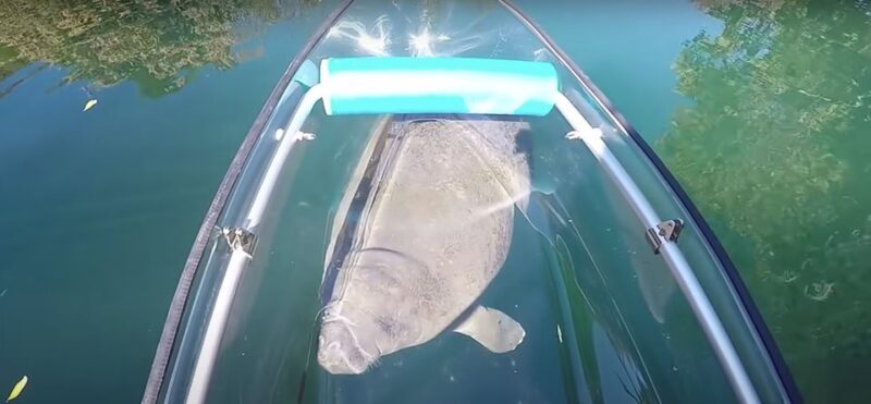 Crystal River: Clear Kayak Manatee Ecotour - Tour Details