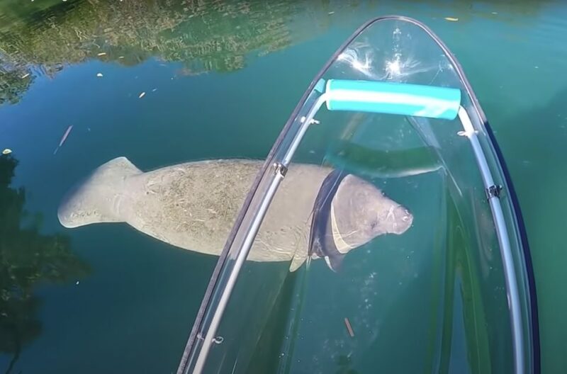 Crystal River: Clear Kayak Manatee Ecotour - Physical Requirements and Recommendations