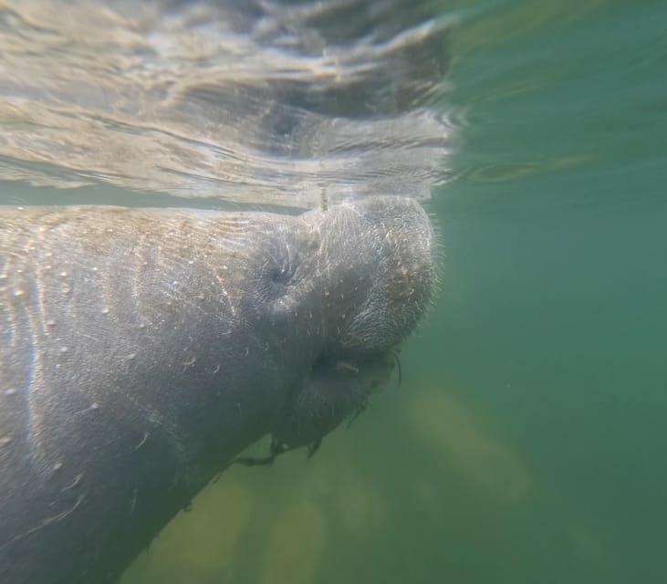 Crystal River: Guided Manatee Snorkeling Tour - An In-Depth Look at the Crystal River Manatee Snorkeling Experience