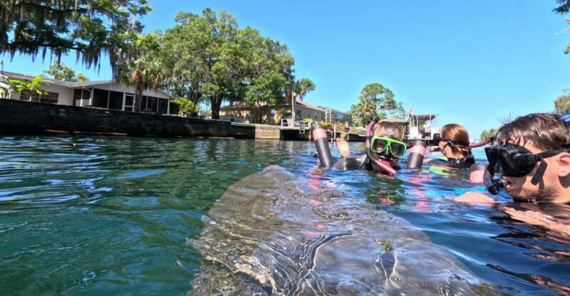 Crystal River: Guided Manatee Snorkeling Tour - How It Compares and Why It’s Worth Considering