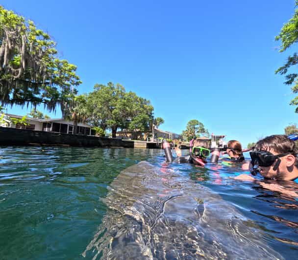 Crystal River: Guided Manatee Snorkeling Tour - The Sum Up