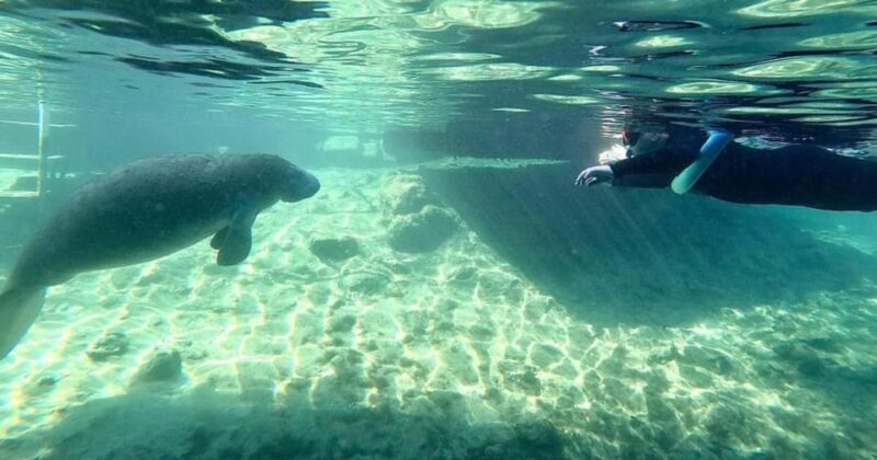Crystal River: Kayak and Swim With Manatees Tour - Activity and Location