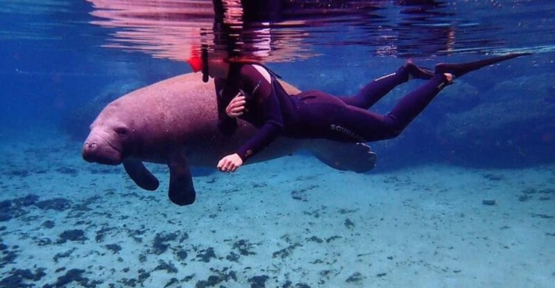 Crystal River: Kayak and Swim With Manatees Tour - Participant Information
