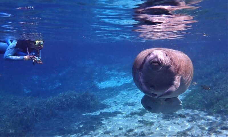 Crystal River: Kayak and Swim With Manatees Tour - Important Guidelines