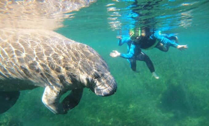 Crystal River: Kayak and Swim With Manatees Tour - Manatee Encounters