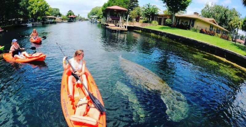 Crystal River: Kayak Rental - Highlights of the Experience