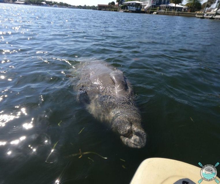 Crystal River: Kayak Rental - Customer Feedback and Ratings