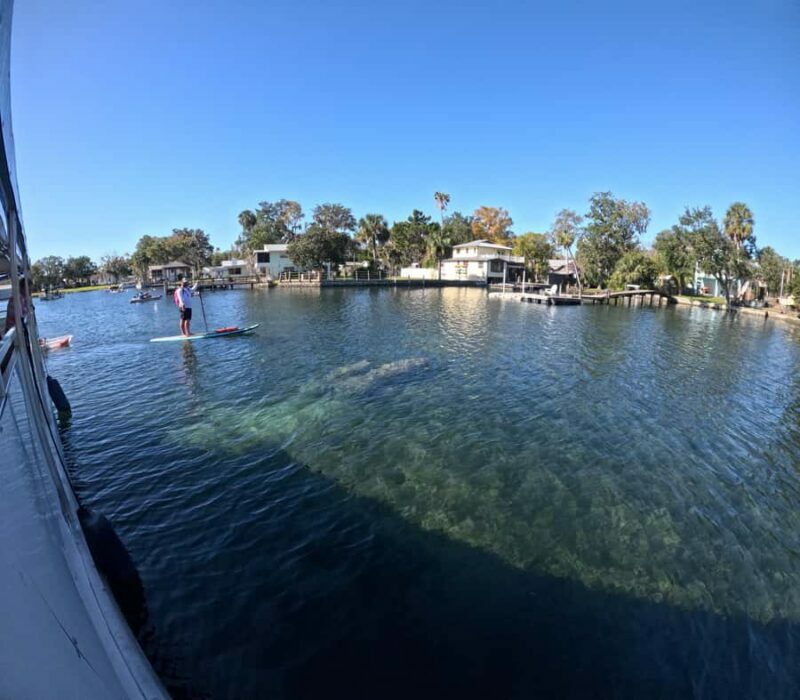 Crystal River: Kings Bay Manatee Watching Cruise - The Experience in Detail