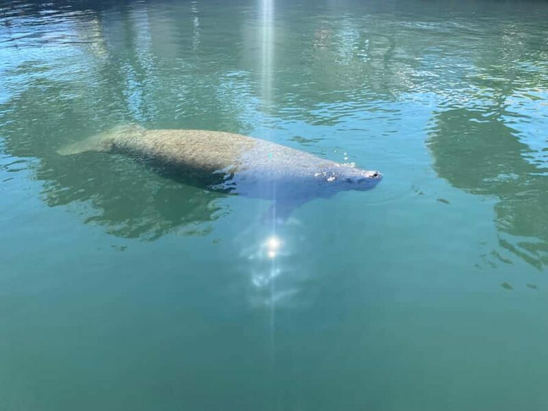 Crystal River: Manatee Eco-Tour Boat Ride - Final Thoughts