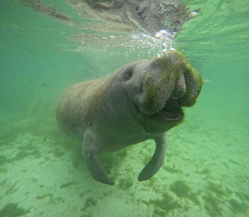 Crystal River: Manatee In-Water Snorkel Tour - Key Points