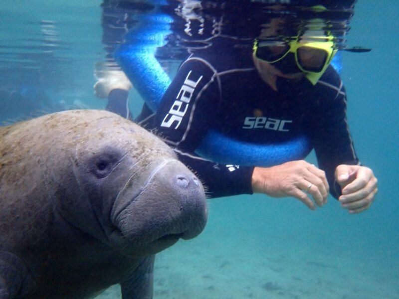 Crystal River: Manatee Snorkel Tour W/ In-Water Photographer - Itinerary and Experience