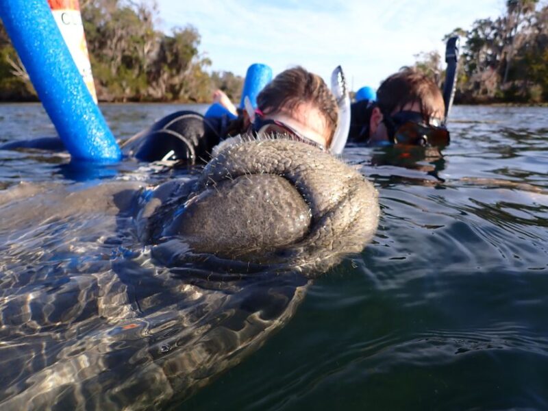 Crystal River: Manatee Snorkel Tour W/ In-Water Photographer - Customer Feedback and Ratings