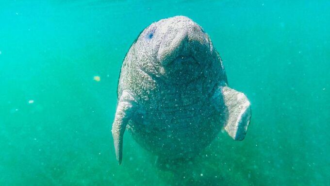 Crystal River: Manatee Snorkel Tour W/ In-Water Photographer - Frequently Asked Questions