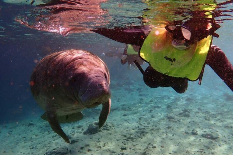 Crystal River: Manatee Swim Small Group, VIP or Private Tour - Key Points