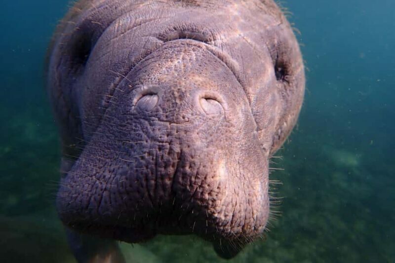 Crystal River: Manatee Swim Small Group, VIP or Private Tour - An In-Depth Look at the Experience