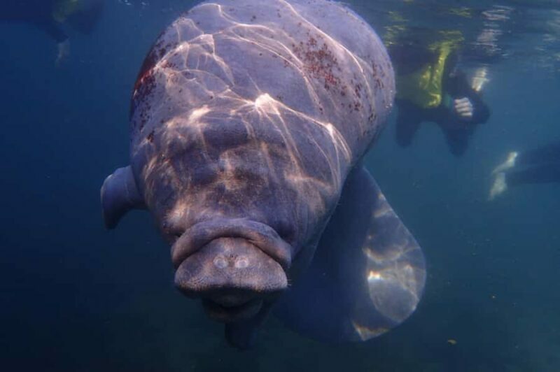 Crystal River: Manatee Swim Small Group, VIP or Private Tour - Final Thoughts