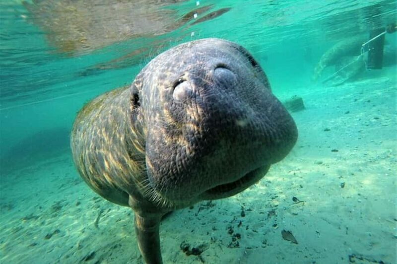 Crystal River: Manatee Swim Tour - An In-Depth Look at the Tour