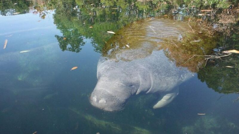 Crystal River: Manatee Viewing Cruise - Key Points