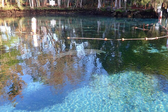 Crystal River Manatee Viewing Cruise - Customer Reviews