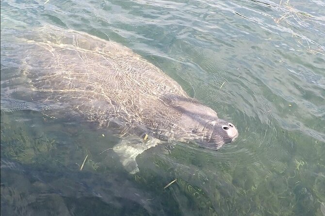 Crystal River Manatee Viewing Cruise - Knowledgeable Guides