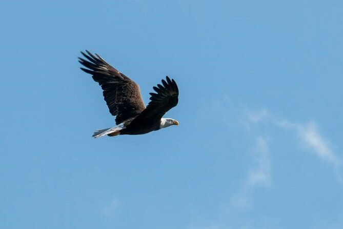 Crystal River National Wildlife Refuge Sightseeing Cruise - Accessibility and Additional Information