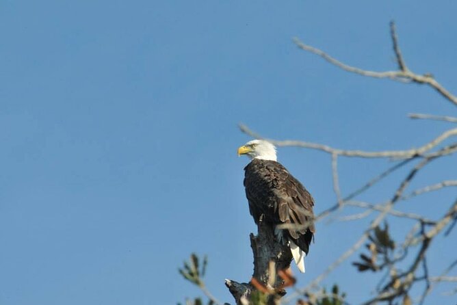 Crystal River National Wildlife Refuge Sightseeing Cruise - Wildlife Viewing Experience