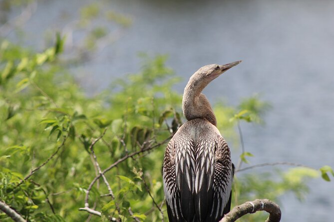 Crystal River National Wildlife Refuge Sightseeing Cruise - Boat Tour Details