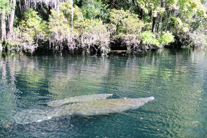 Crystal River National Wildlife Refuge Sightseeing Cruise - Getting to the Meeting Point
