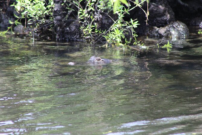 Crystal River National Wildlife Refuge Sightseeing Cruise - What to Bring and Wear