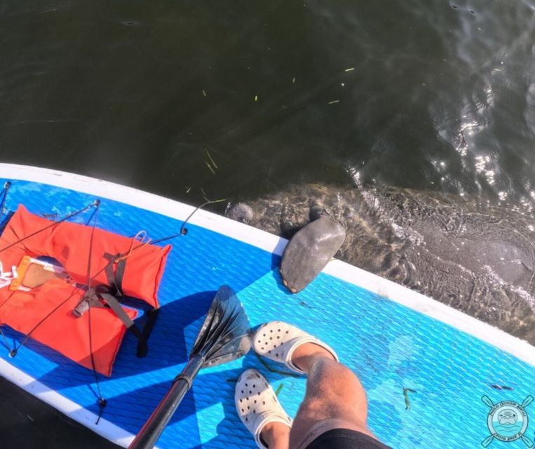 Crystal River: Paddle Board Rental - Key Points