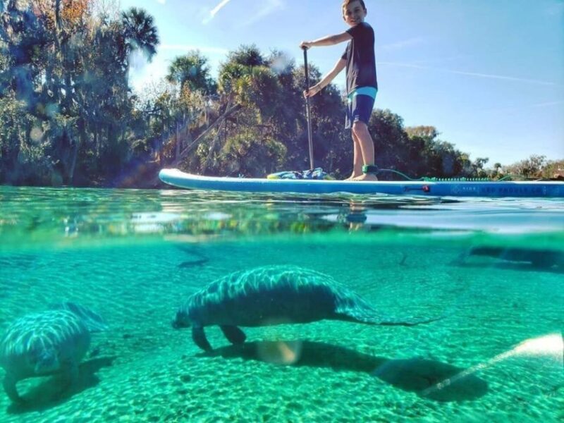 Crystal River: Paddle Board Rental - Experience Highlights