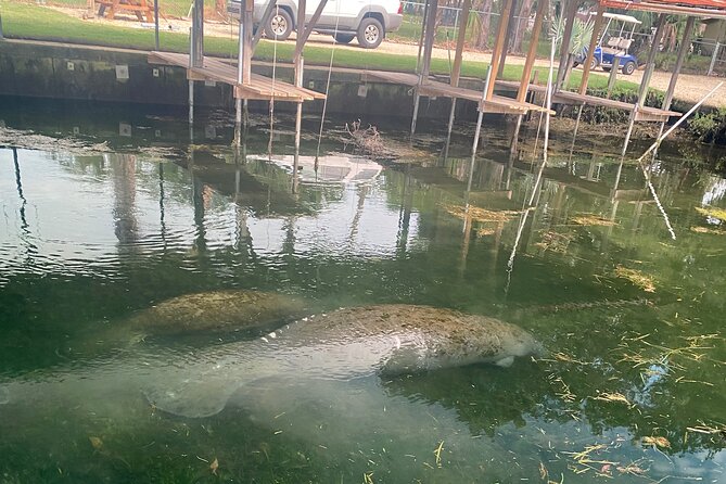 Crystal River: Private Manatee Boat Tour - Accessibility and Tour Details